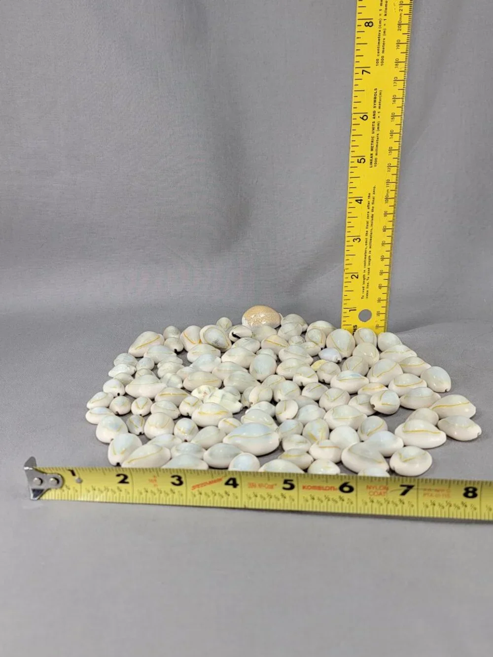 Cowrie Shell Seashell Nautical Beach Ocean Decor Crafts Lot